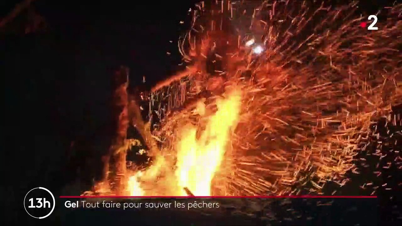 Vague de froid : les arboriculteurs au chevet de leurs fruits