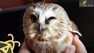 Stunned Owl Flies Into Window and Thanks Family Who Rescues Him
