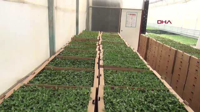 ADANA ÇİFTÇİLERE HAYRİYE BİBERİ FİDESİ DAĞITILDI