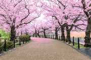 Japón registra la floración de cerezos más temprana en 1.200 años
