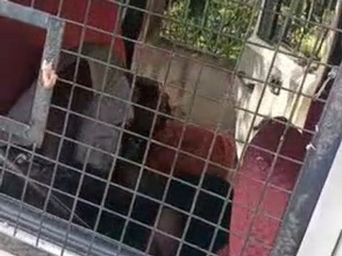 इंदौर में कोटक महिंद्रा बैंक के सिक्योरिटी गार्ड ने खुद को गोली मारकर की आत्महत्या