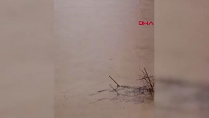 SAĞANAK SONRASI DERENİN SULARINA KAPILAN DANA KAYBOLDU, O ANLAR KAMERAYA YANSIDI