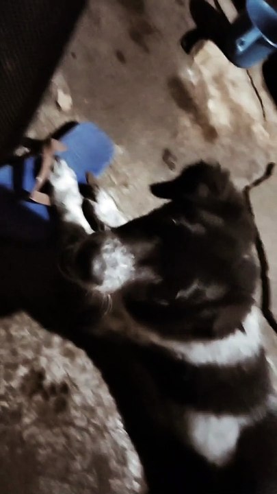 Playing Doggie