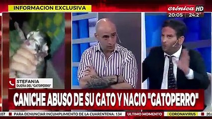 Caniche abusó de su gato y nació 'gatoperro"