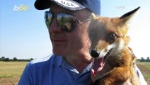 Outfoxed! Orphaned Fox Finds Shelter in Man’s Sleeve!