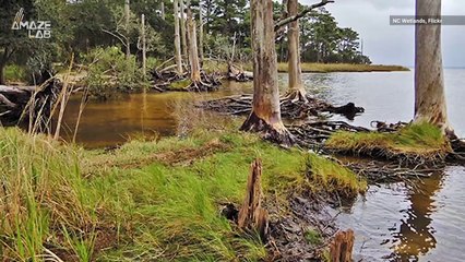 ‘Ghost Forests’ Are Emerging Along the Atlantic Coast