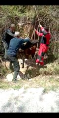 İneği kurtarmak için seferber oldular