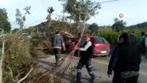 Otomobilin üzerine yıkılan ağaç 3 kişi yaralandı