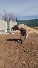 DELi GENC COBAN KOPEGi - CRAZY YOUNG SHEPHERD DOG