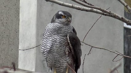 Küçük çocuğun yaralı bulduğu atmaca tedavi altına alındı