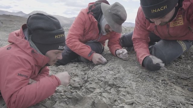 Hallan restos fósiles de un nuevo mamífero de la era de los dinosaurios