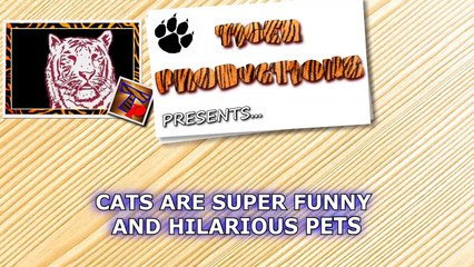 The Funniest And Most Humorous Cat Videos Ever! - Funny Cat Compilation