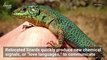 Do Lizards Develop a ‘Love Language?’