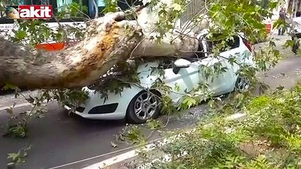 Koca çınar arabanın üzerine devrildi