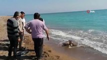 Balıkçı ağlarına takılan caretta caretta ölü olarak sahile vurdu