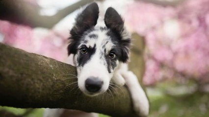 Your Dog May Have Springtime Allergies Too