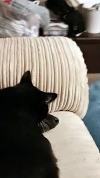 Dog Isn't Sure about Ear-Cleaning Kitty