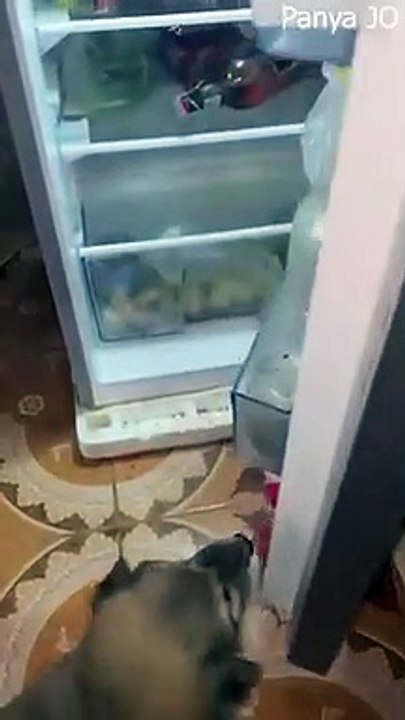 Fluffy Puppy Cools off on Fridge Shelf