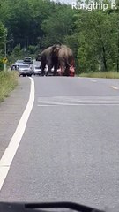 Elephants Chase Each Other Down Traffic