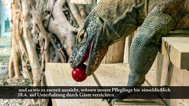 Der Osterhase im Haus des Meeres