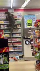 Un varan fait un immense bazar dans un magasin