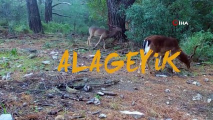 Doğaya bırakılan alageyikler yeni yaşam alanına uyum sağladı