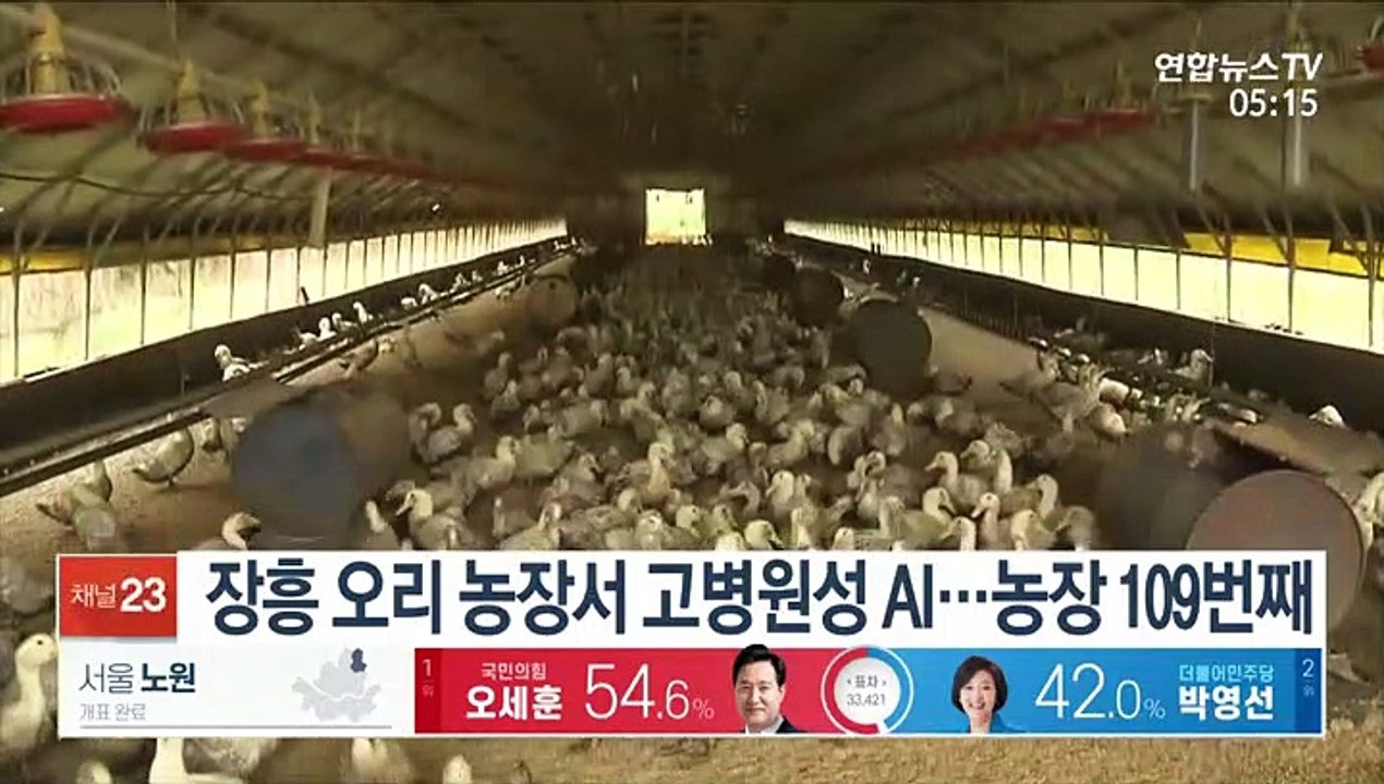 장흥 오리 농장서 고병원성 AI 확진…국내 농장 109번째