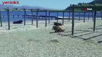 Boş kalan sahillerde inekler güneşin keyfini çıkardı