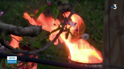Corrèze : face à la chute des températures, les arboriculteurs mobilisés pour sauver leurs cultures