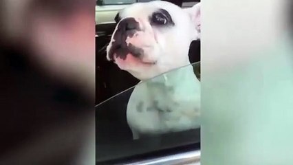 'Uzun hava okuyan' köpek sosyal medyayı salladı