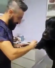 How to Take Care of a Puppy: Bringing a Puppy Home