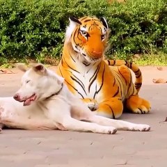 TROLEANDO A PERROS CON TIGRE FALSO(480P)