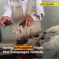 185 baby turtles seized at Galapagos airport