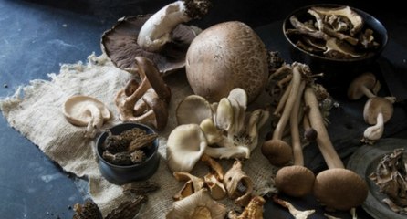 Types of Mushrooms and How to Use, Store, and Choose Each One