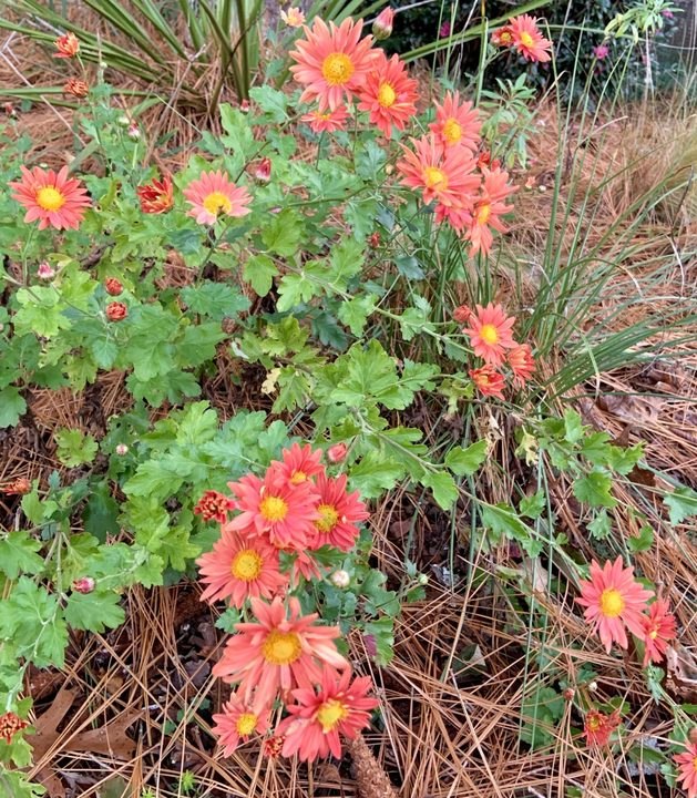 The Grumpy Gardener's Favorite Mum