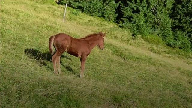 Meet Betsy! Outer Banks Herd of Wild Horses Introduces Third Foal of the Season