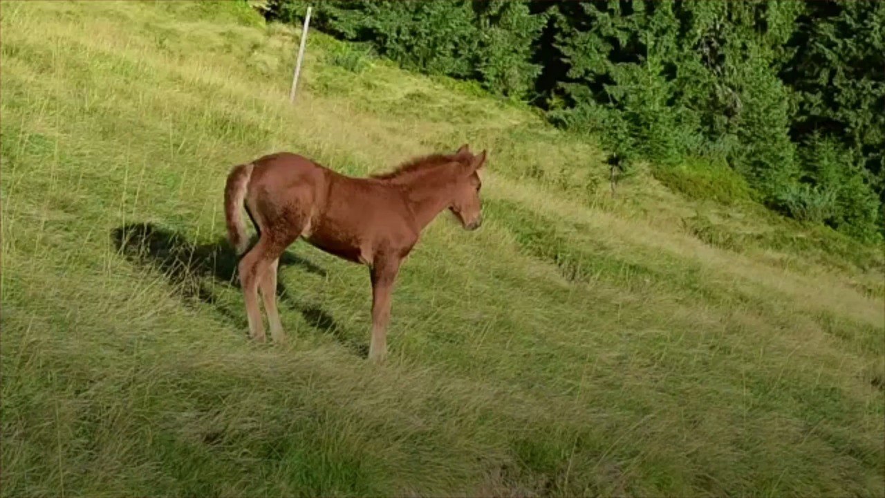 Meet Betsy! Outer Banks Herd of Wild Horses Int...