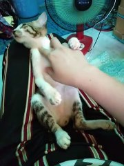 its my cat named happy