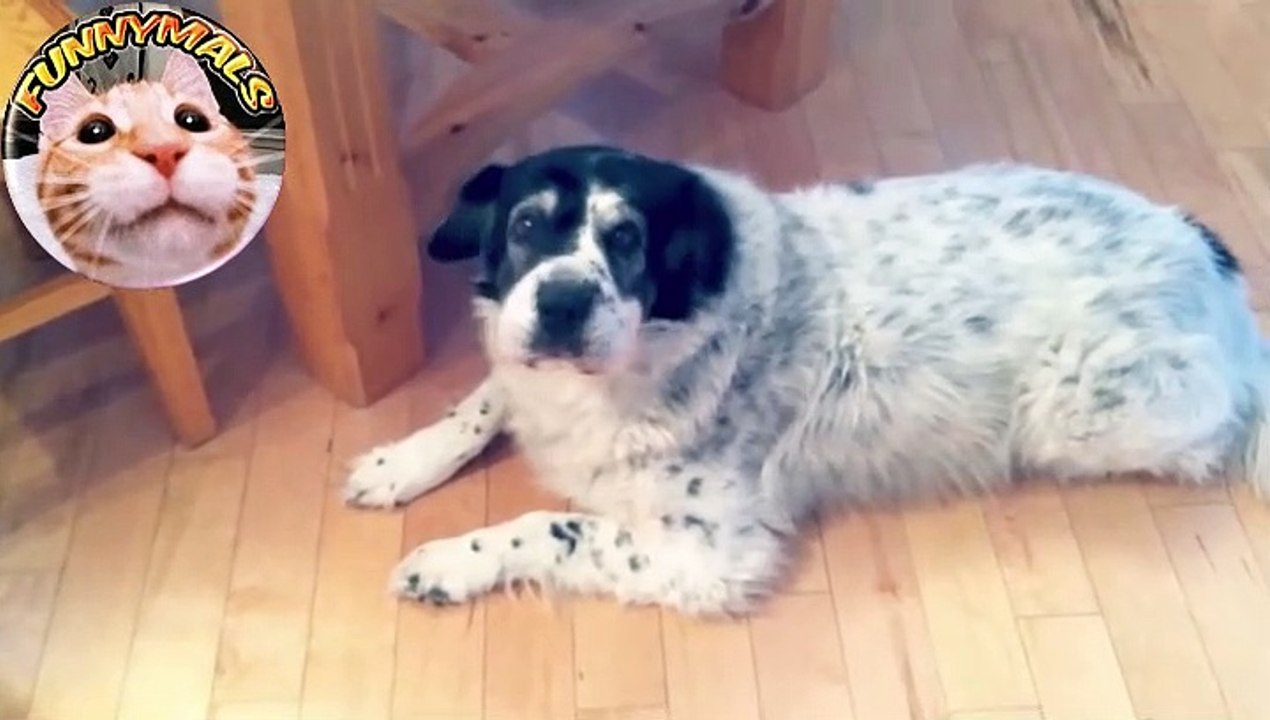 Talent Dog Singer Song  Dogs Singing Songs