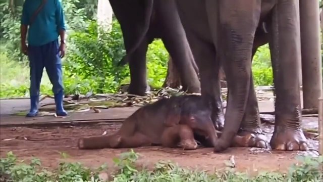 This Is How These 10 Animals Look Like while Giving Birth