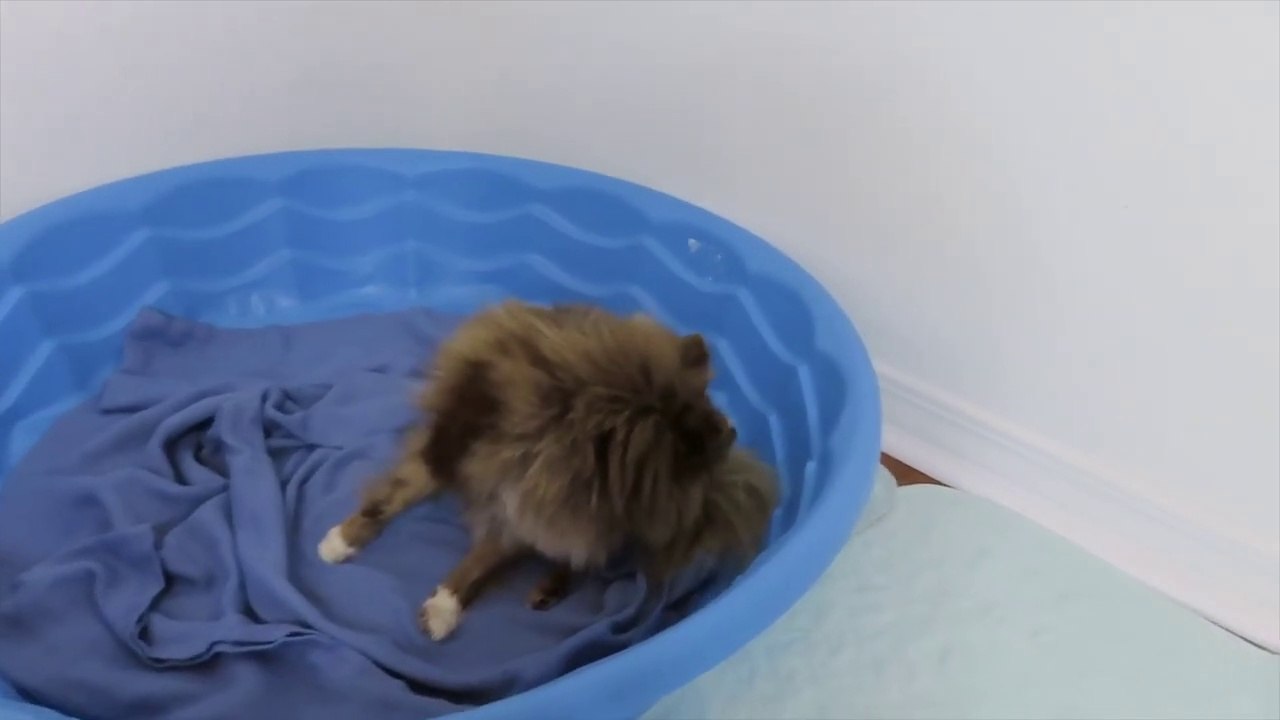 Pomeranian gives birth - breech