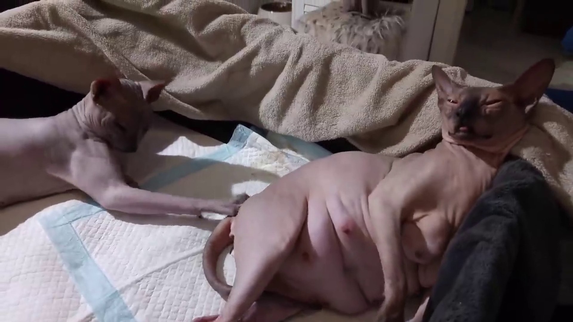 ⁣Heart Touching Moments  Sphynx Cats Waiting to Give Birth _ EMOTIONAL
