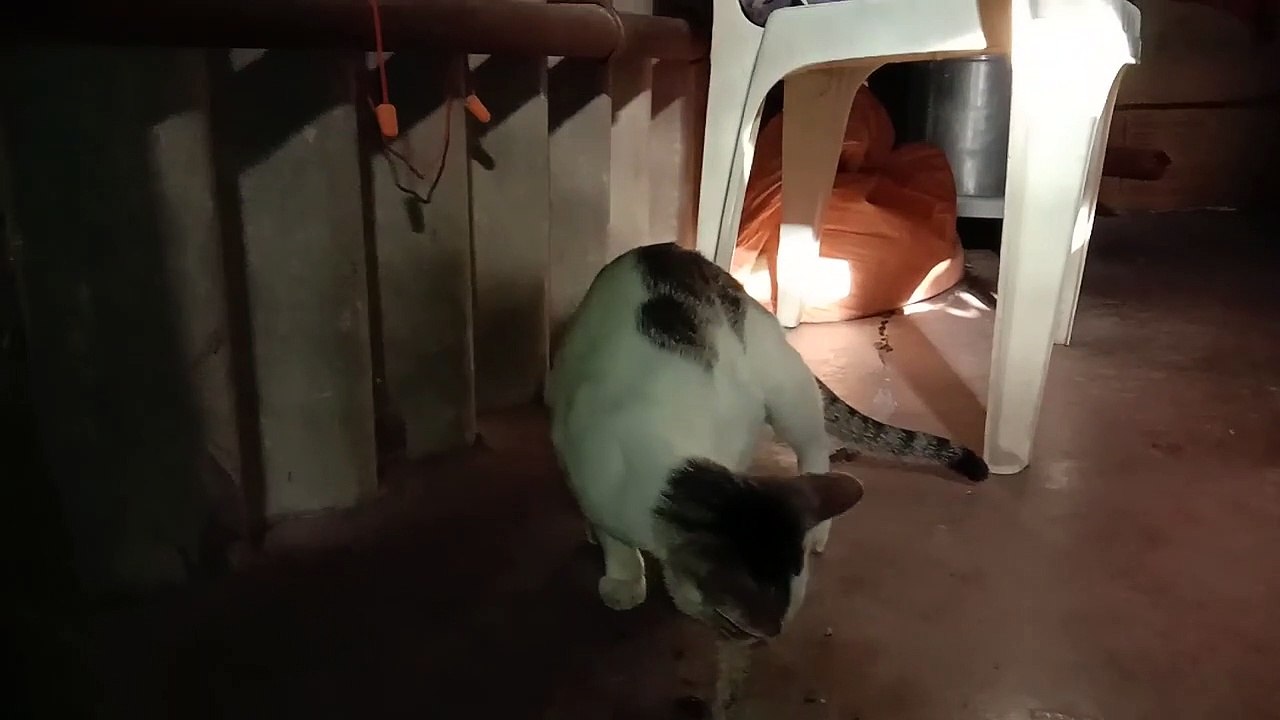 Cat gives birth to kitten