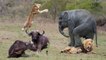 Unbelievable Elephant & Buffalo Rescue Baby Warthog From Lion Hunt - Snake vs Prey