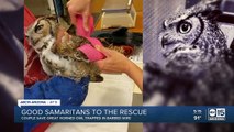 Good Samaritans rescue owl trapped in wire near Fountain Hills