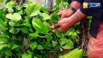 طريقة غرس النباتات المتسلقة