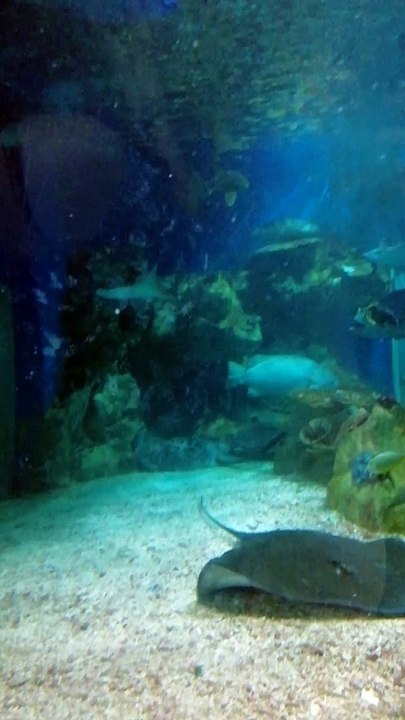 Ocean Park