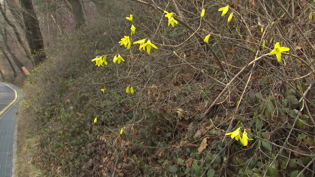 [날씨] 화창하고 포근, 공기 깨끗...큰 일교차 주의 / YTN