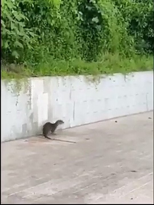 The.  love of animals