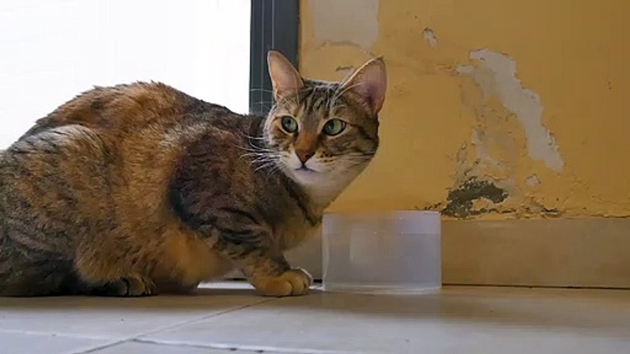 Cat Playing